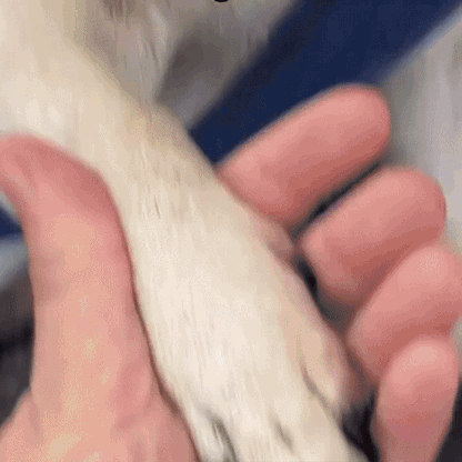 ODALIT– Trim nails without risk or stress